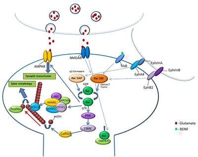 The Role of Rac GTPase in Dendritic Spine Morphogenesis and Memory